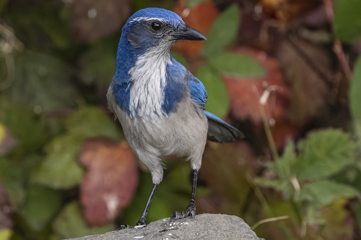 Калифорнийская сойка - ML644498835