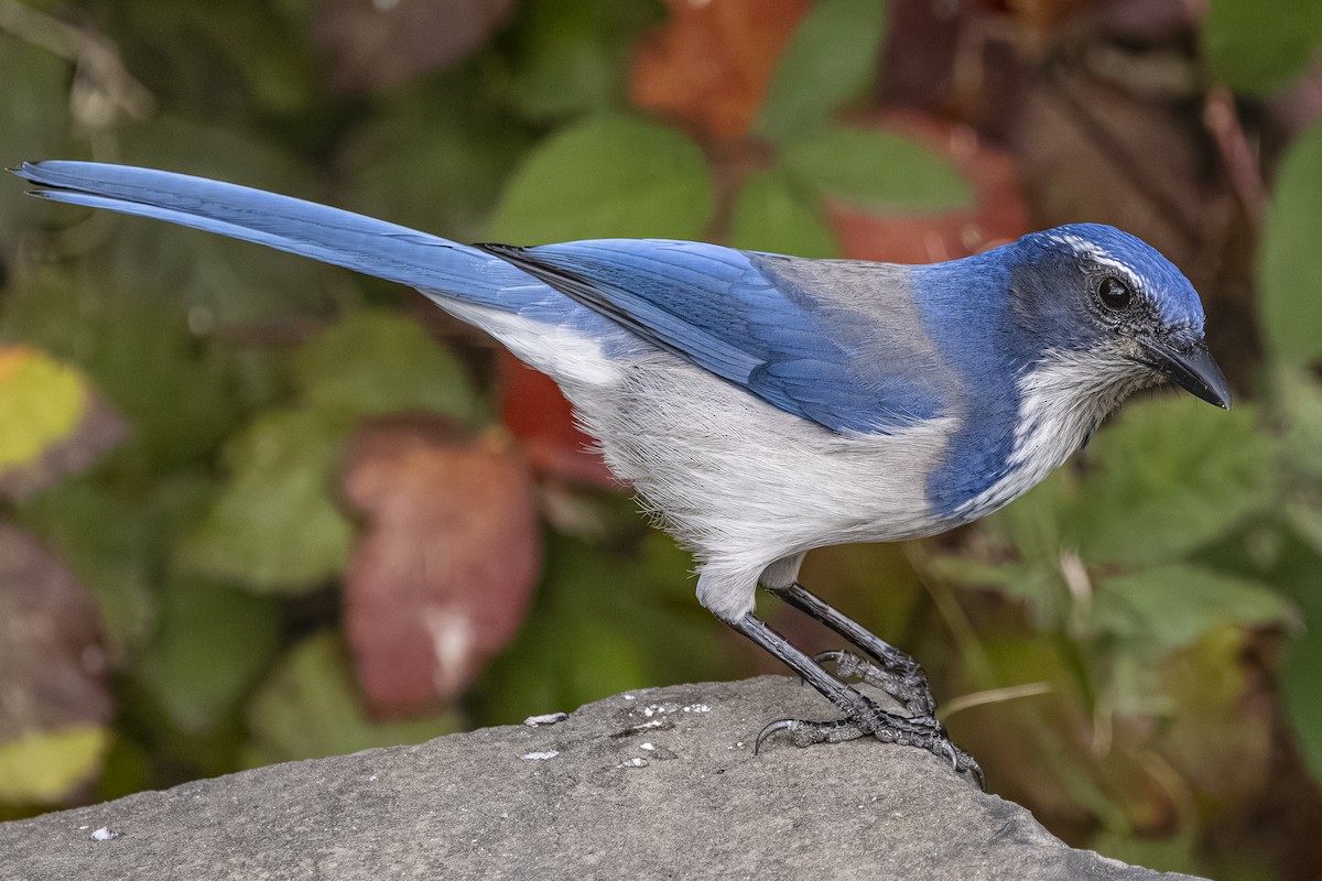 Калифорнийская сойка - ML644498838