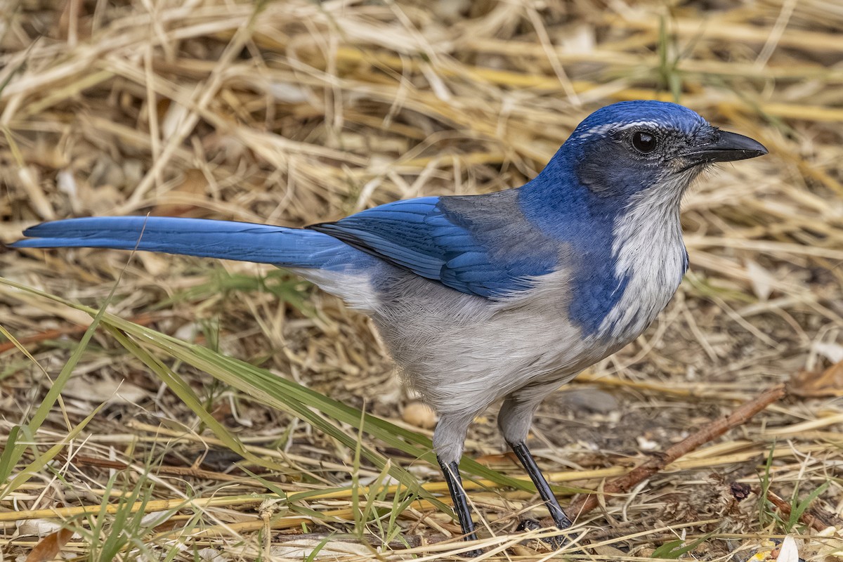 Калифорнийская сойка - ML644498842