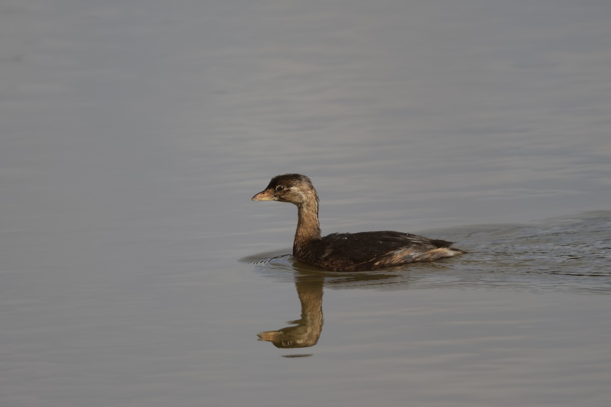 Pied-billed Grebe - ML644498845