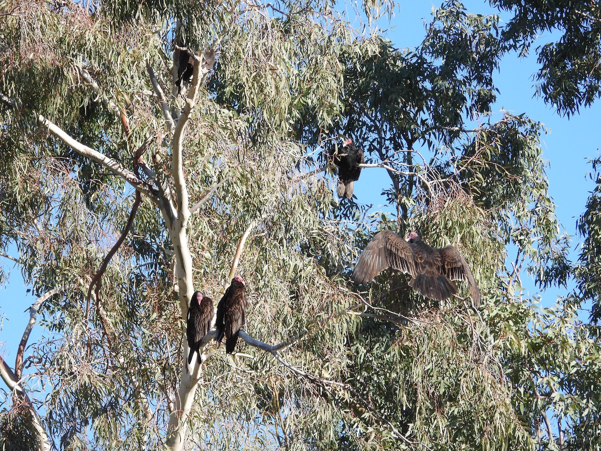 ヒメコンドル - ML644498846