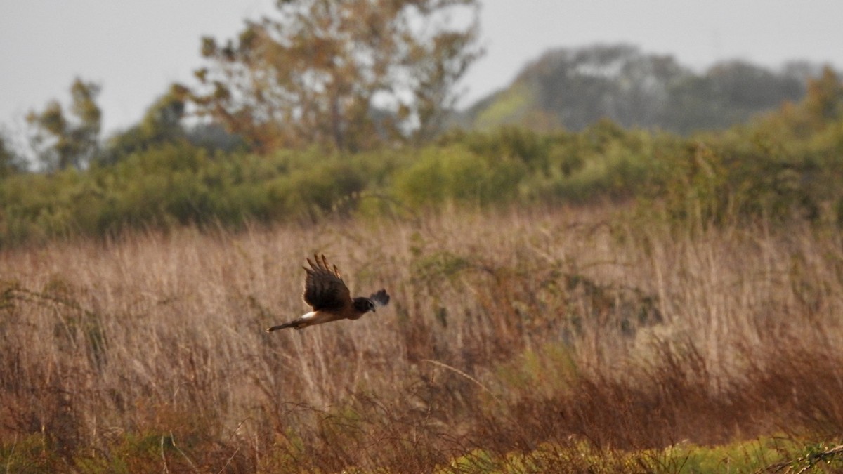 Northern Harrier - ML644498851