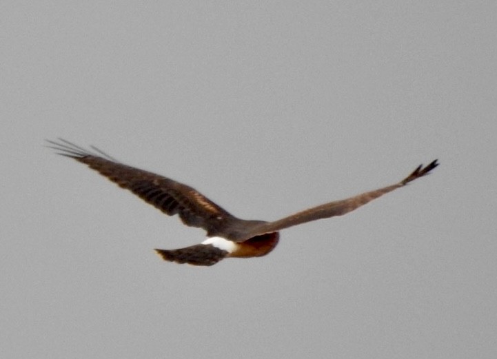 Northern Harrier - ML644498852