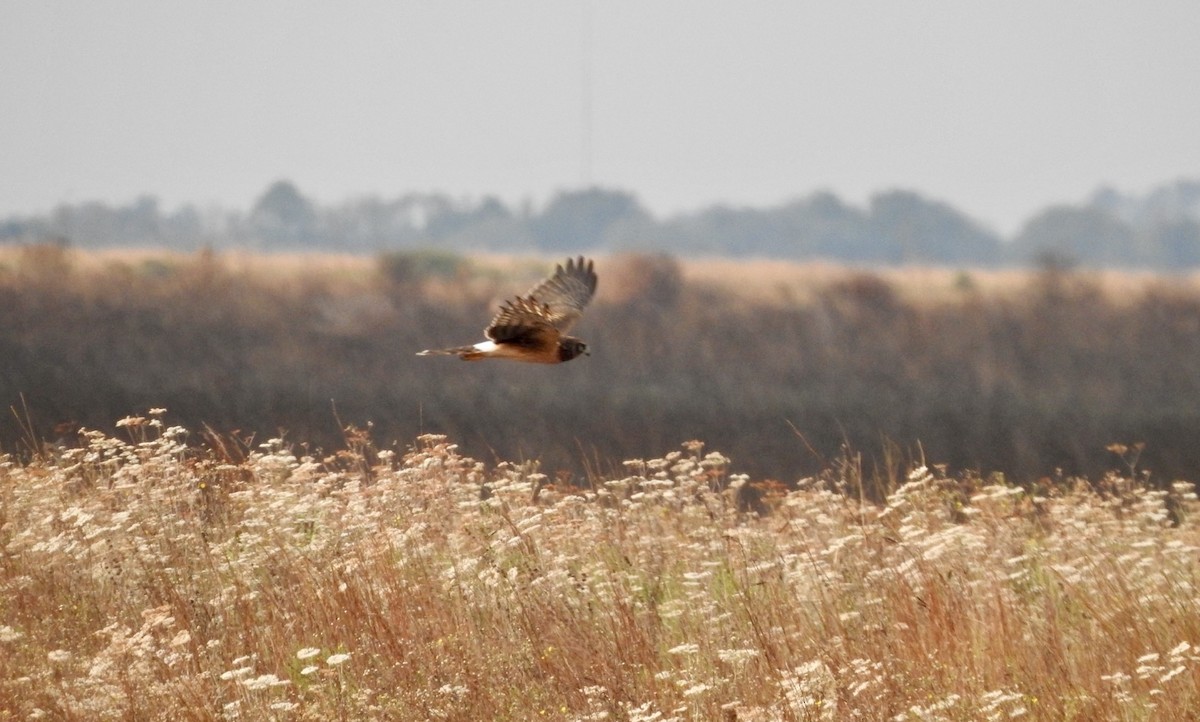 Northern Harrier - ML644498853