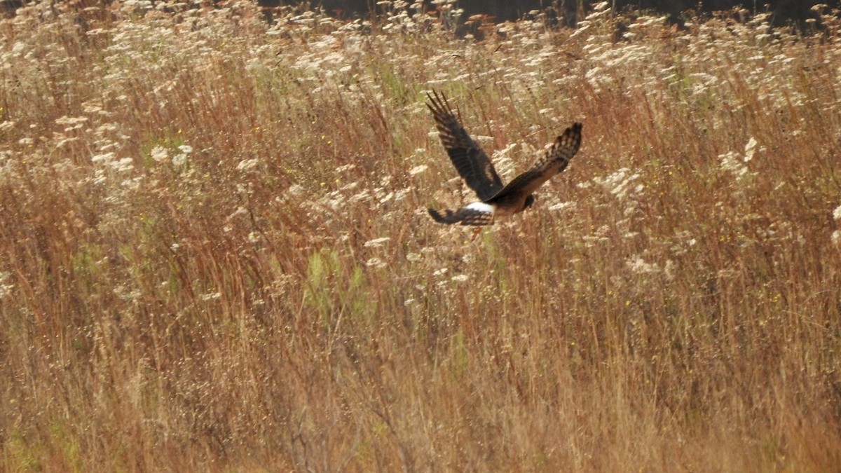 Northern Harrier - ML644498854