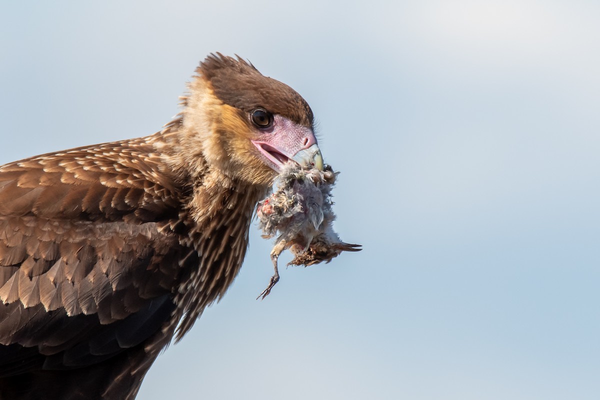 Crested Caracara - ML644498859