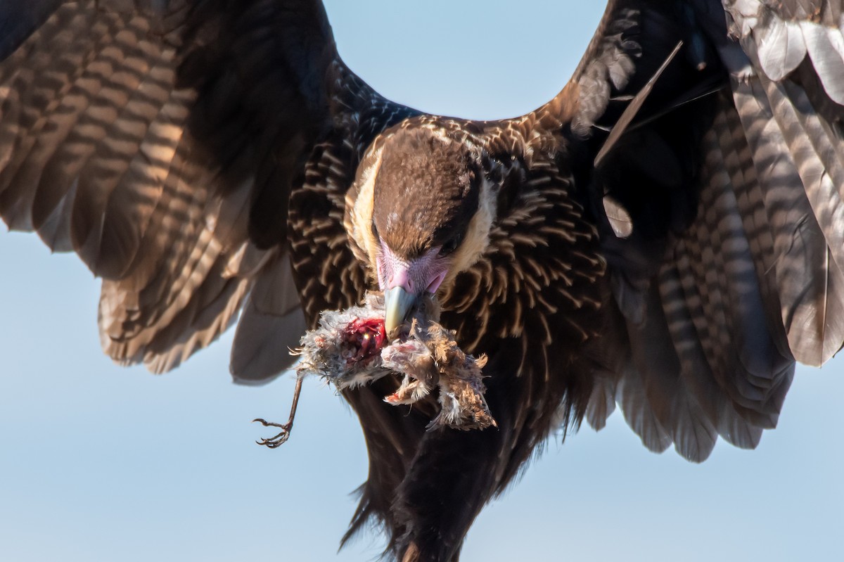 Crested Caracara - ML644498861
