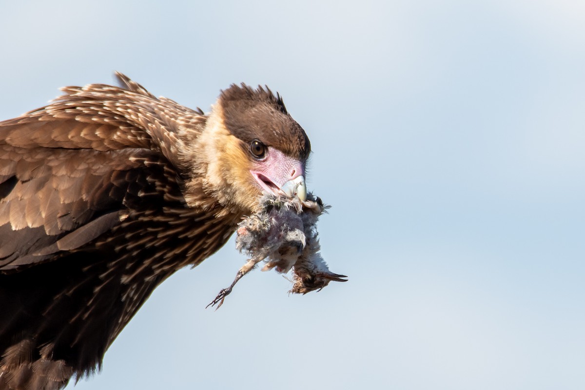 Crested Caracara - ML644498862