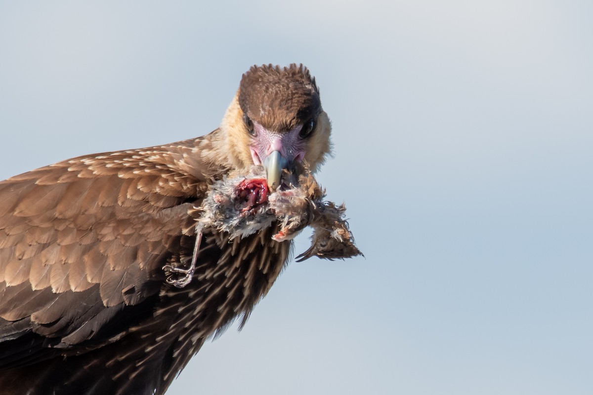 Crested Caracara - ML644498863
