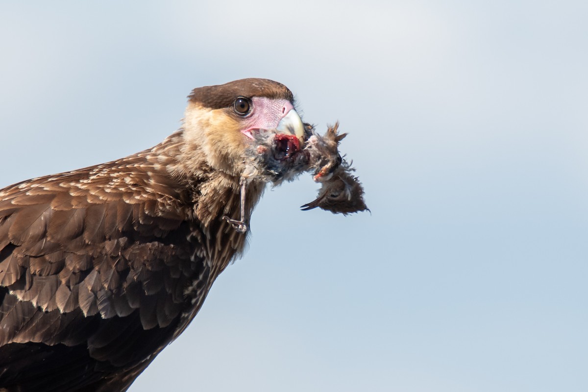 Crested Caracara - ML644498865