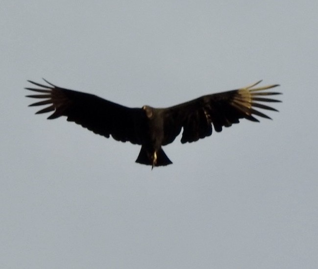 Rabengeier - ML644498869