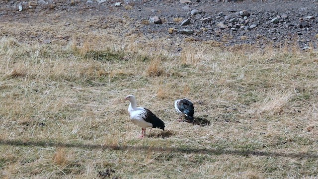 Andean Goose - ML644498872