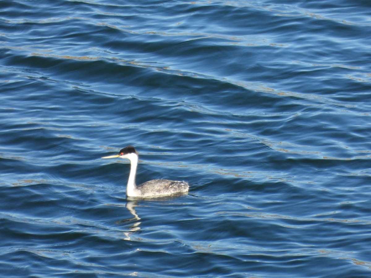 クビナガカイツブリ - ML644498873