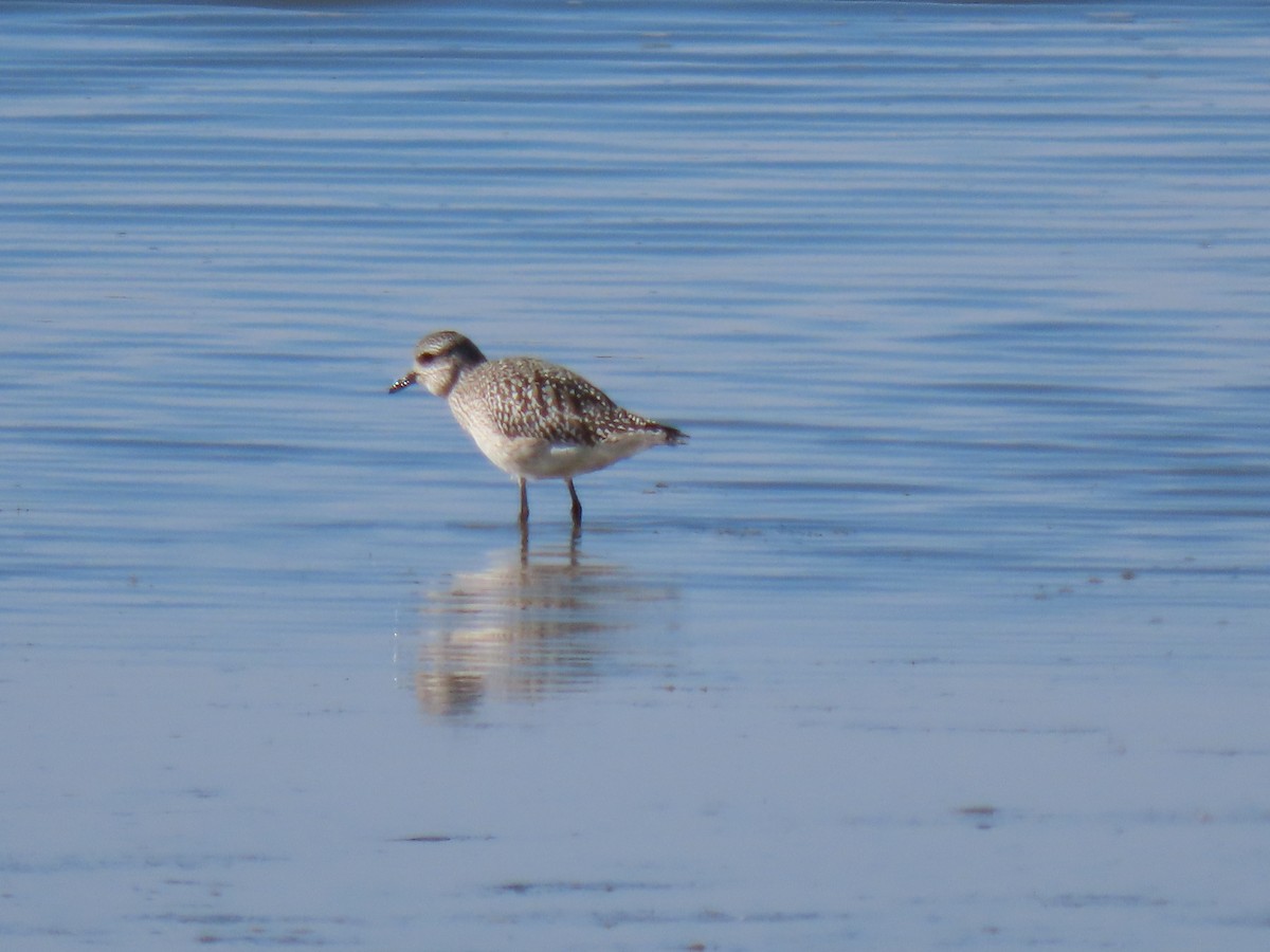 Pluvier argenté - ML644498880