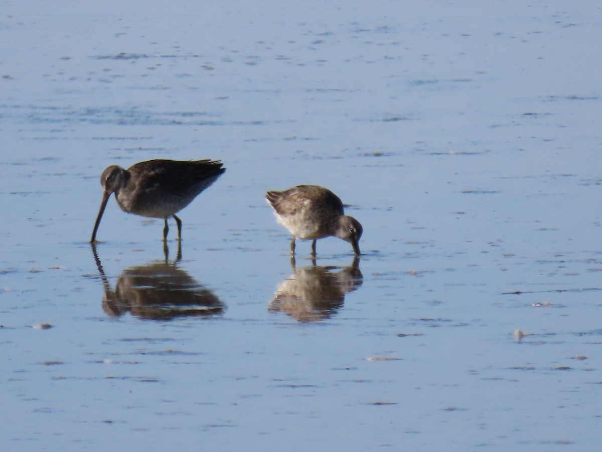 Long-billed Dowitcher - ML644498885