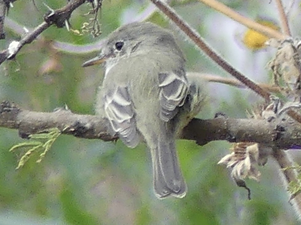 Gray Flycatcher - ML644498890