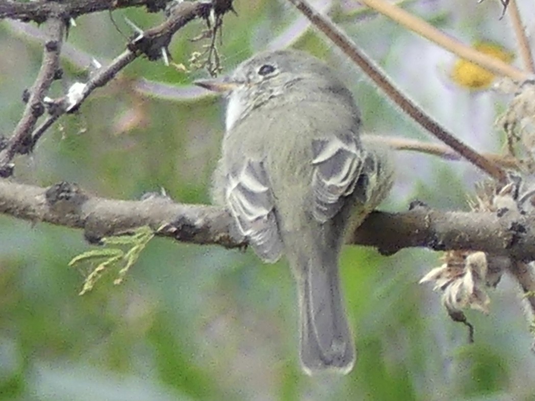 Gray Flycatcher - ML644498891