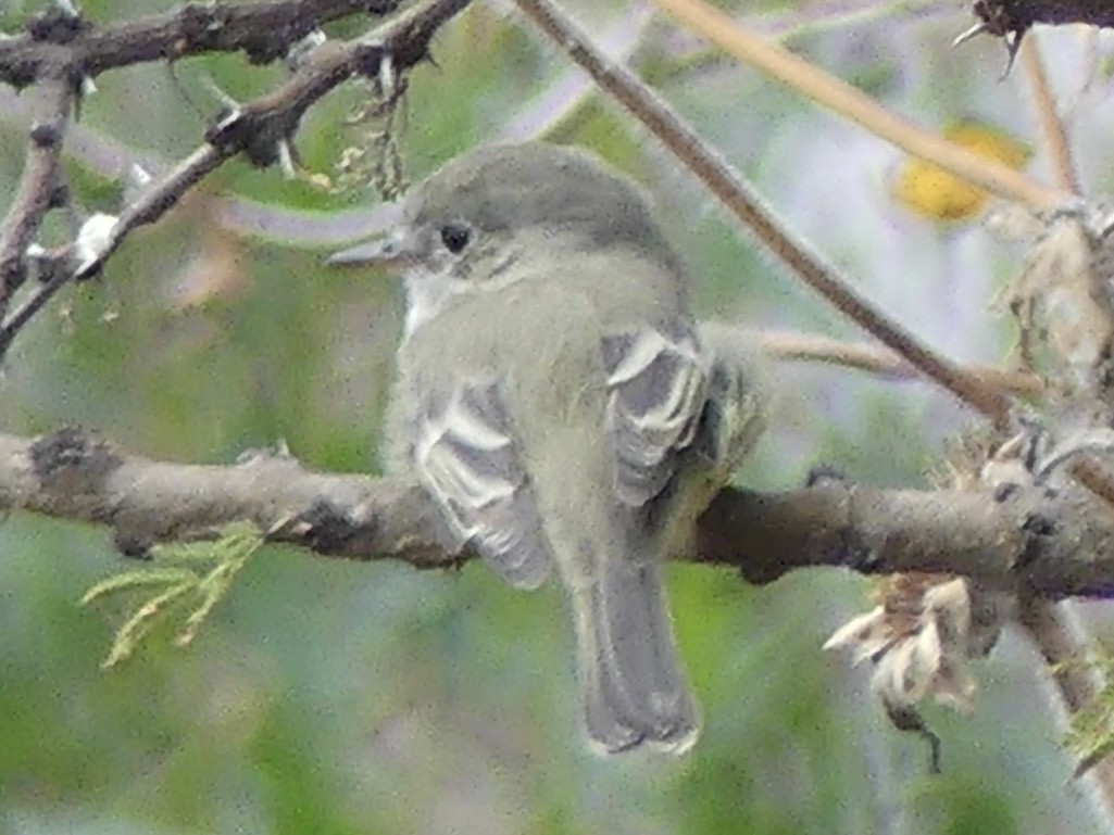Gray Flycatcher - ML644498892
