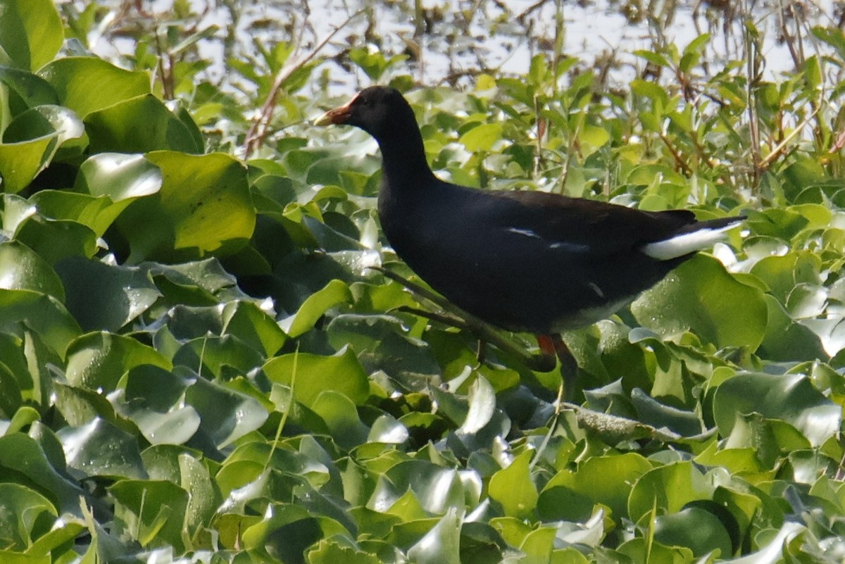 Amerika Sutavuğu - ML644498893