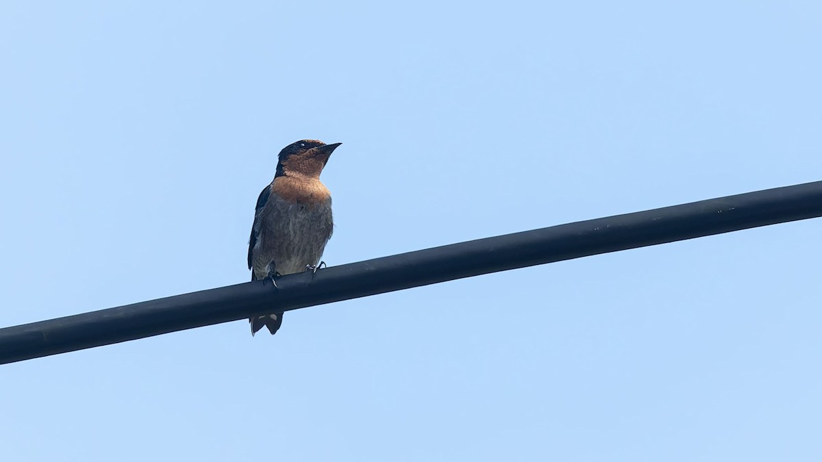 Pacific Swallow - ML644498896
