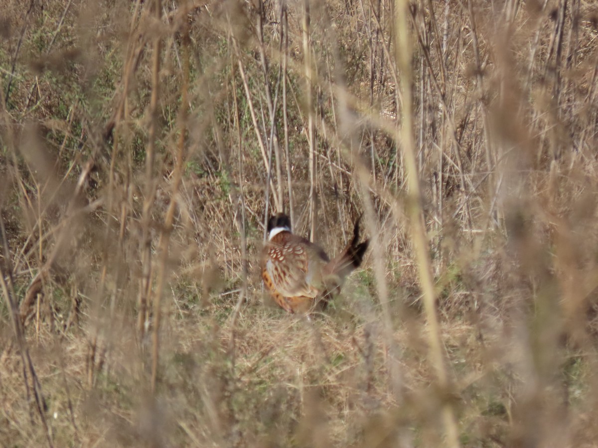 Ring-necked Pheasant - ML644498898
