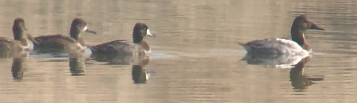 Fuligule à dos blanc - ML644498902
