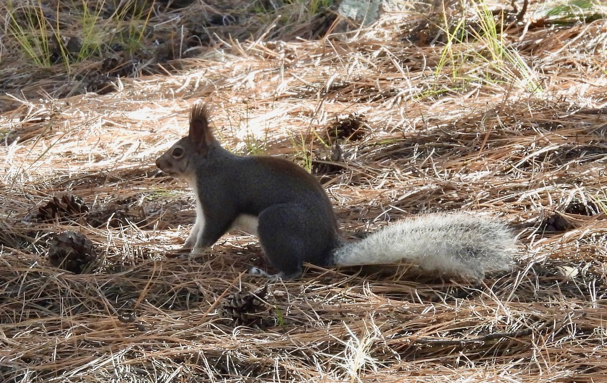 纓耳松鼠 - ML644498903