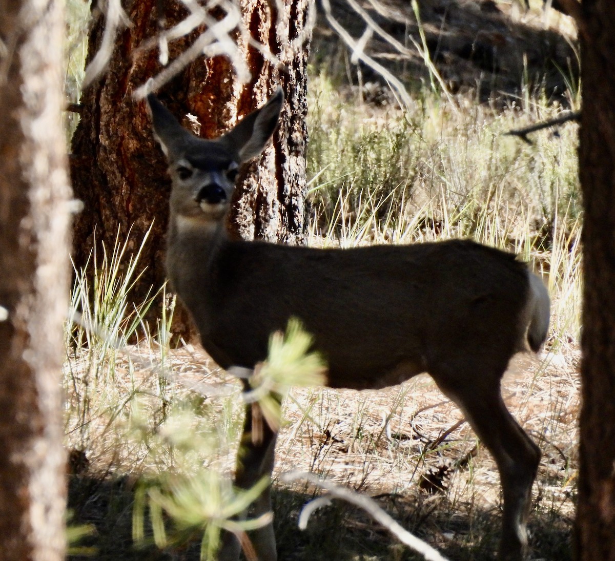 黑尾鹿 - ML644498904