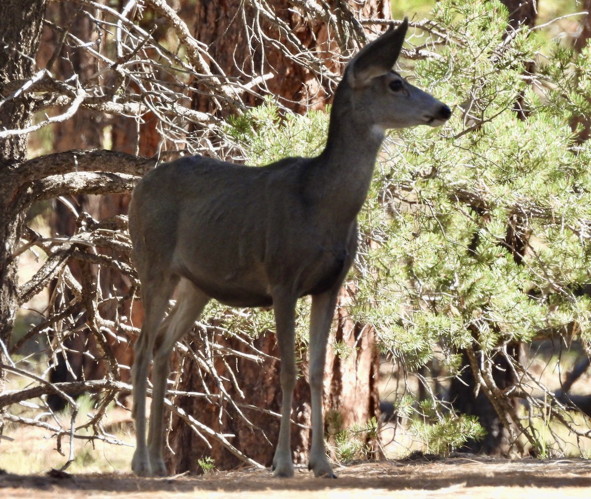 黑尾鹿 - ML644498905