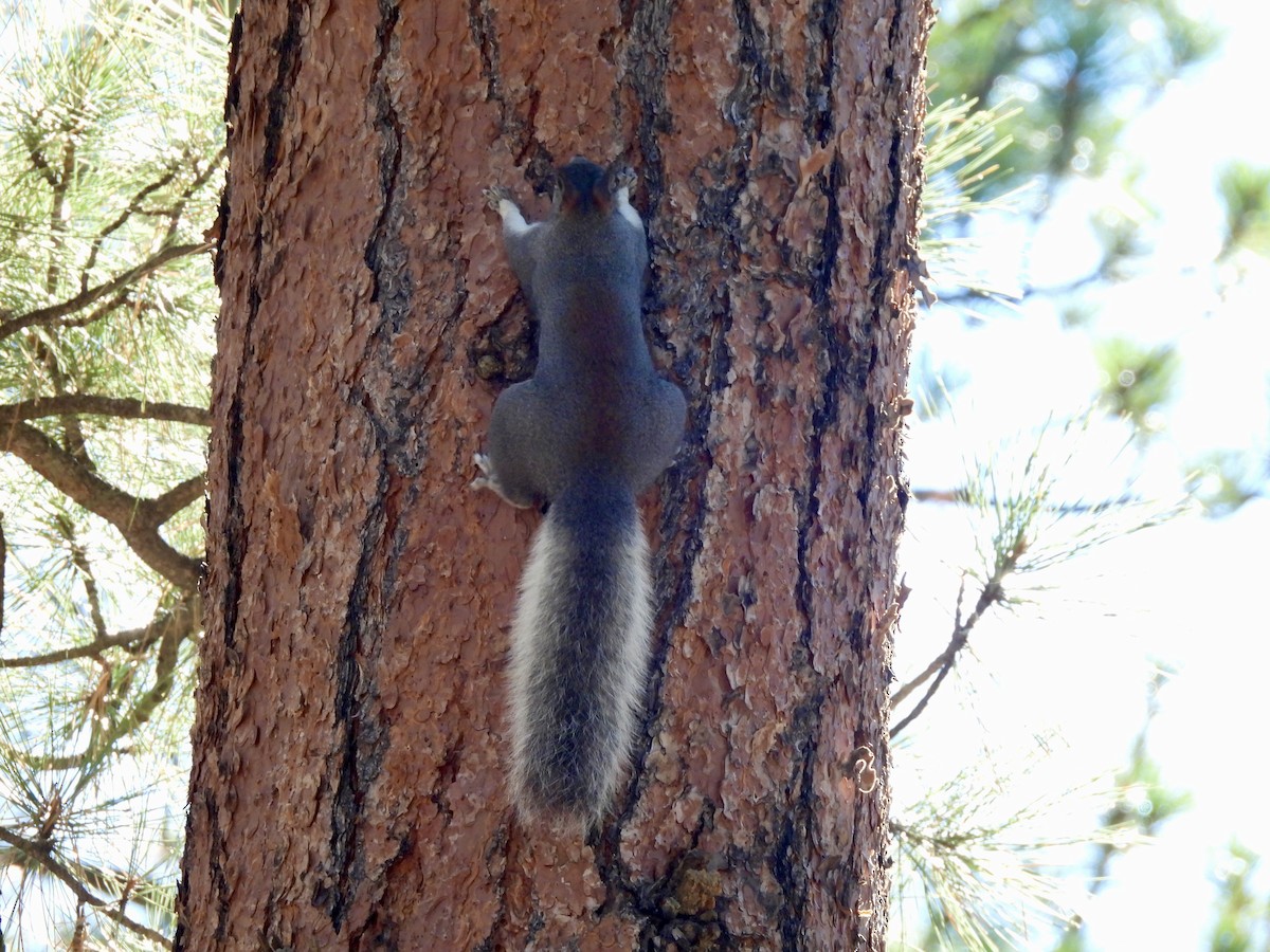 纓耳松鼠 - ML644498906