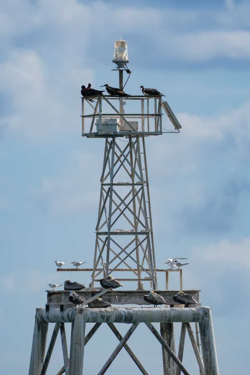 Magnificent Frigatebird - ML644498917