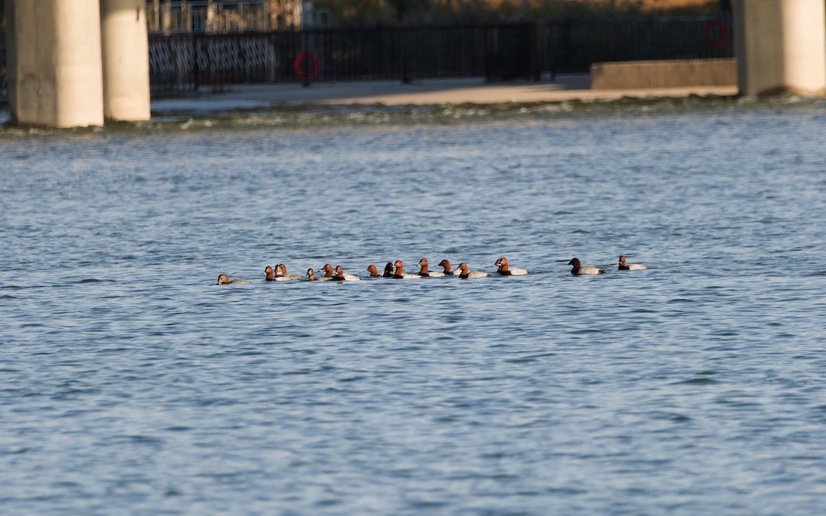 polák velký - ML644498918