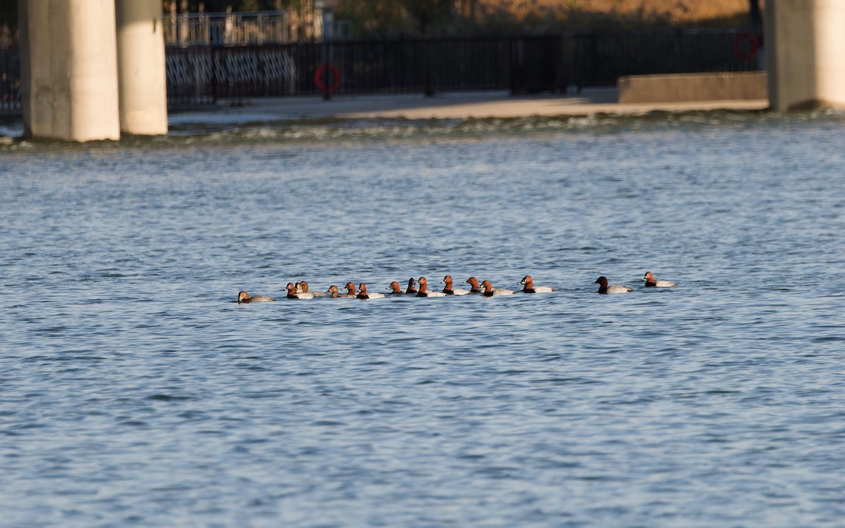 polák velký - ML644498919