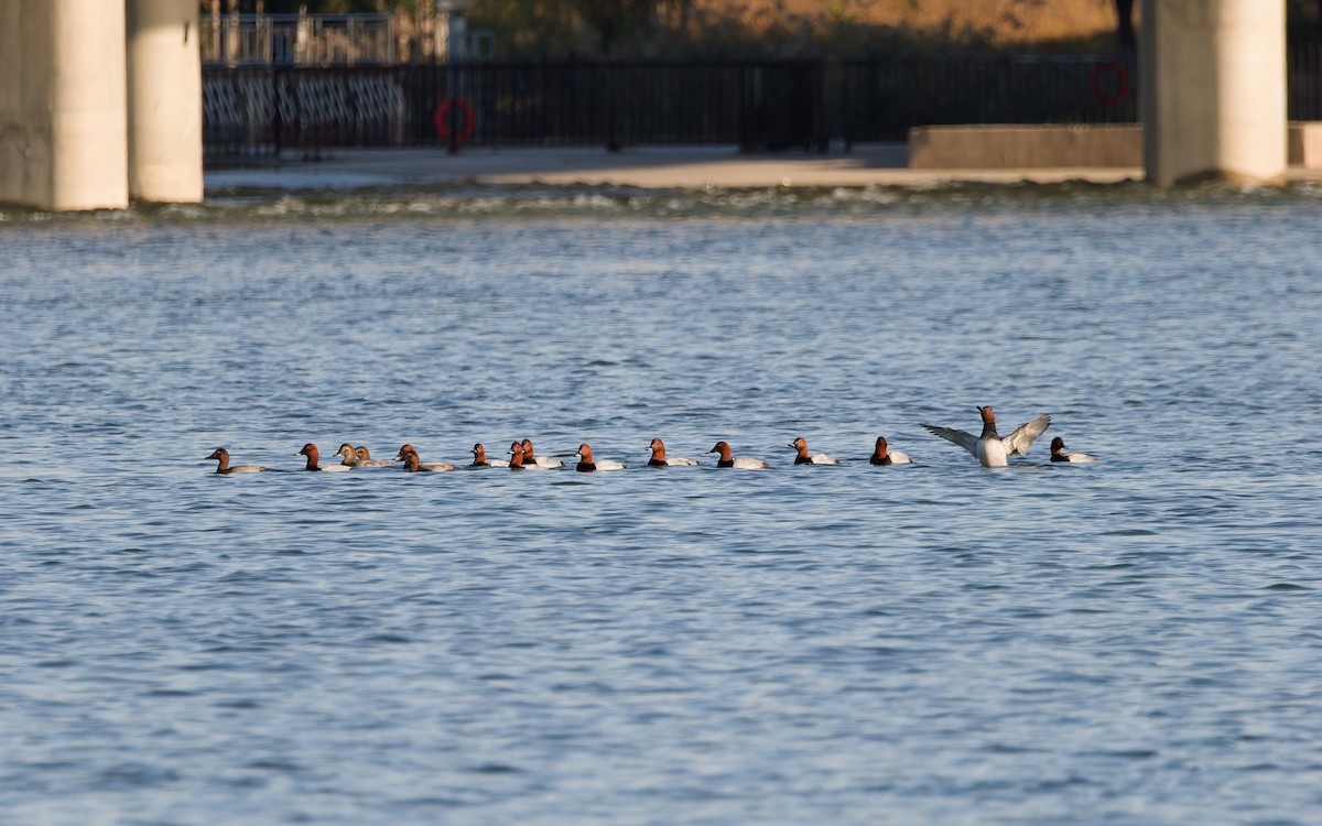 polák velký - ML644498920