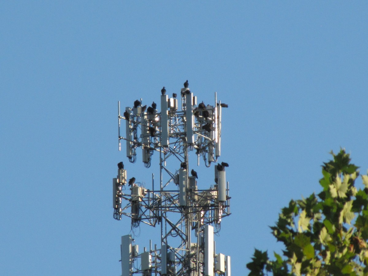 ヒメコンドル - ML644498921