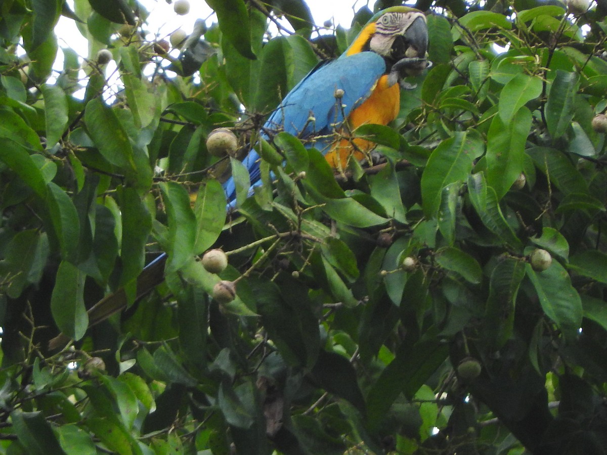 Guacamayo Azuliamarillo - ML644498923