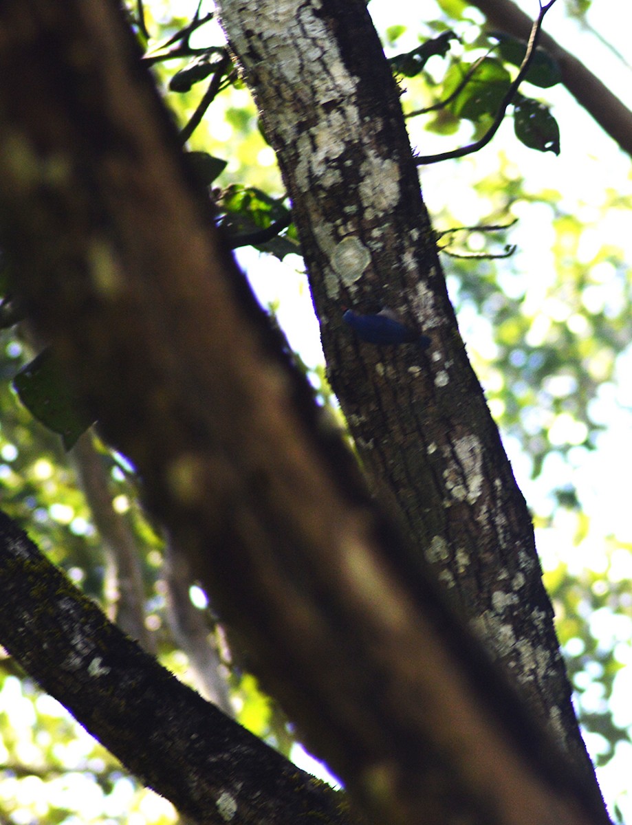 Velvet-fronted Nuthatch - ML644498927
