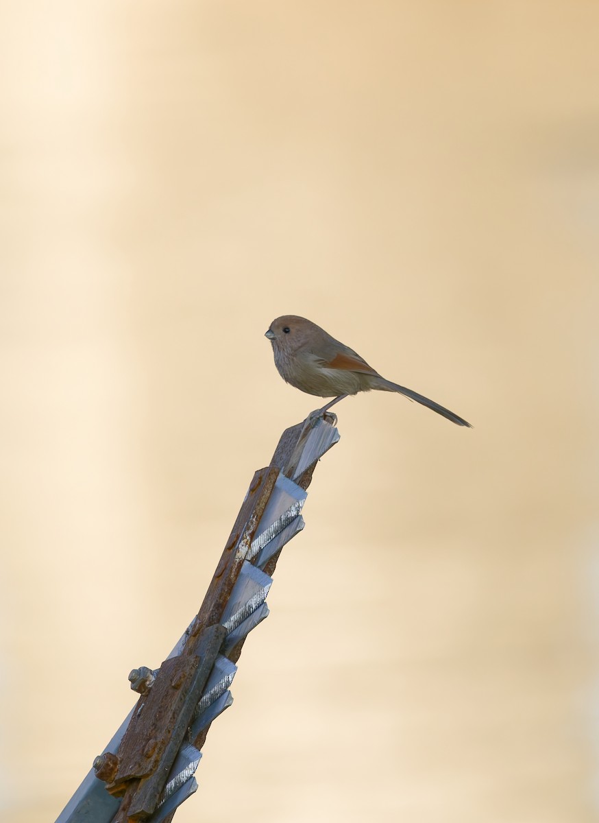 sýkořík vínoprsý - ML644498951