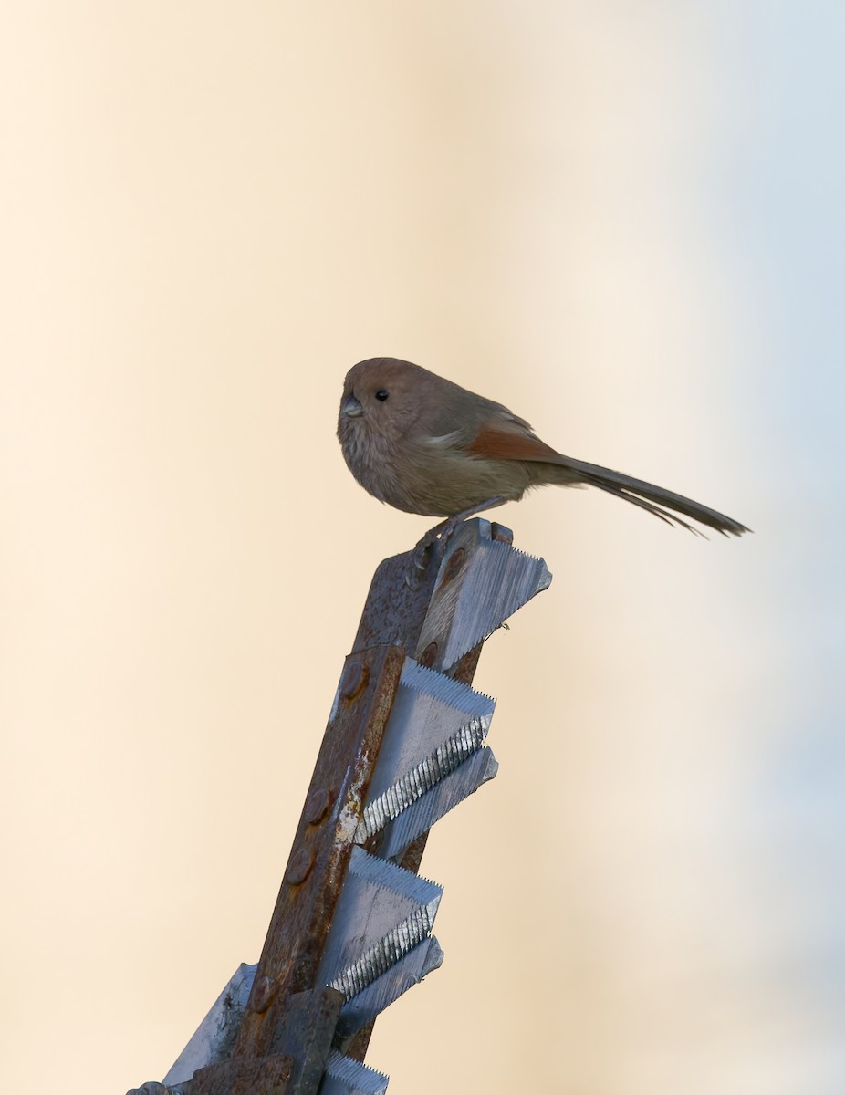 sýkořík vínoprsý - ML644498952