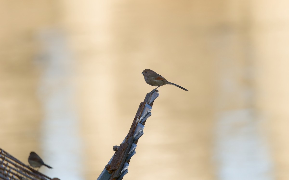 sýkořík vínoprsý - ML644498953