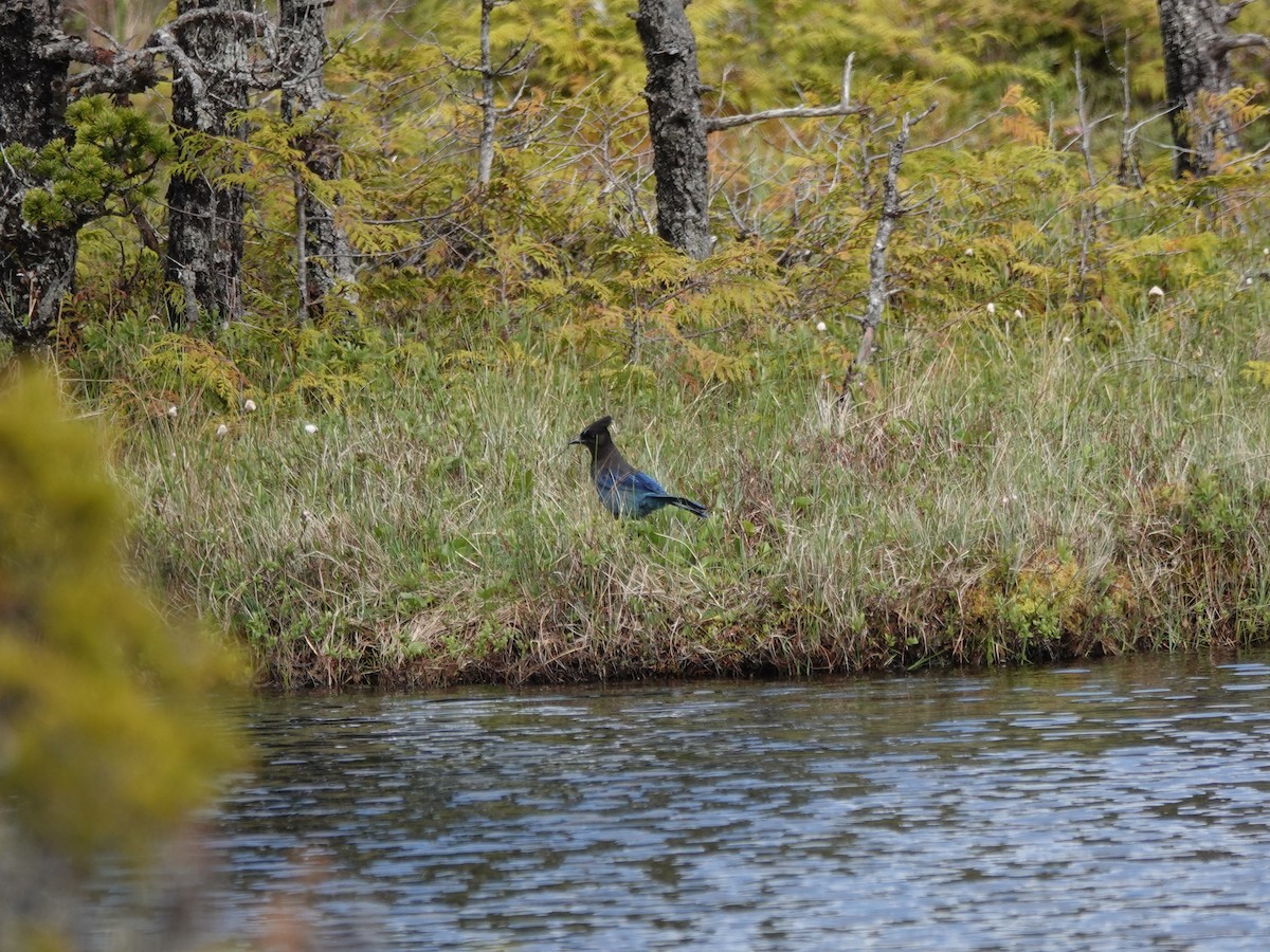 Steller's Jay - ML644498957
