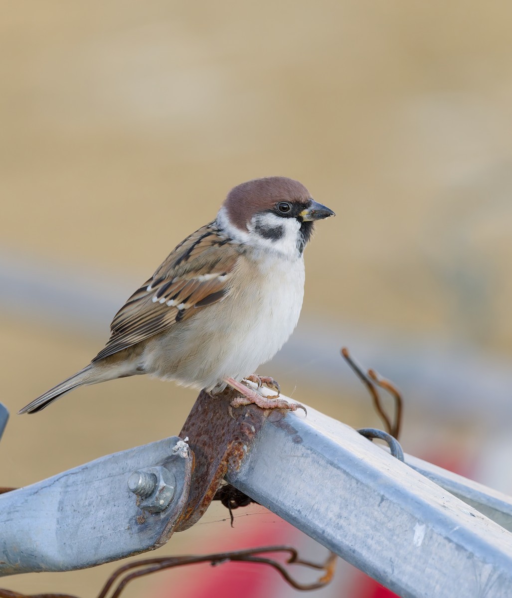 vrabec polní - ML644498960