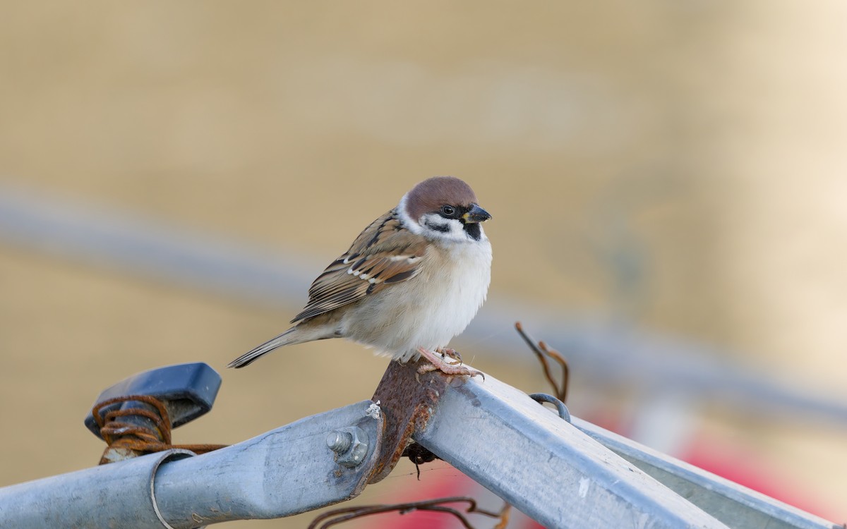 vrabec polní - ML644498961