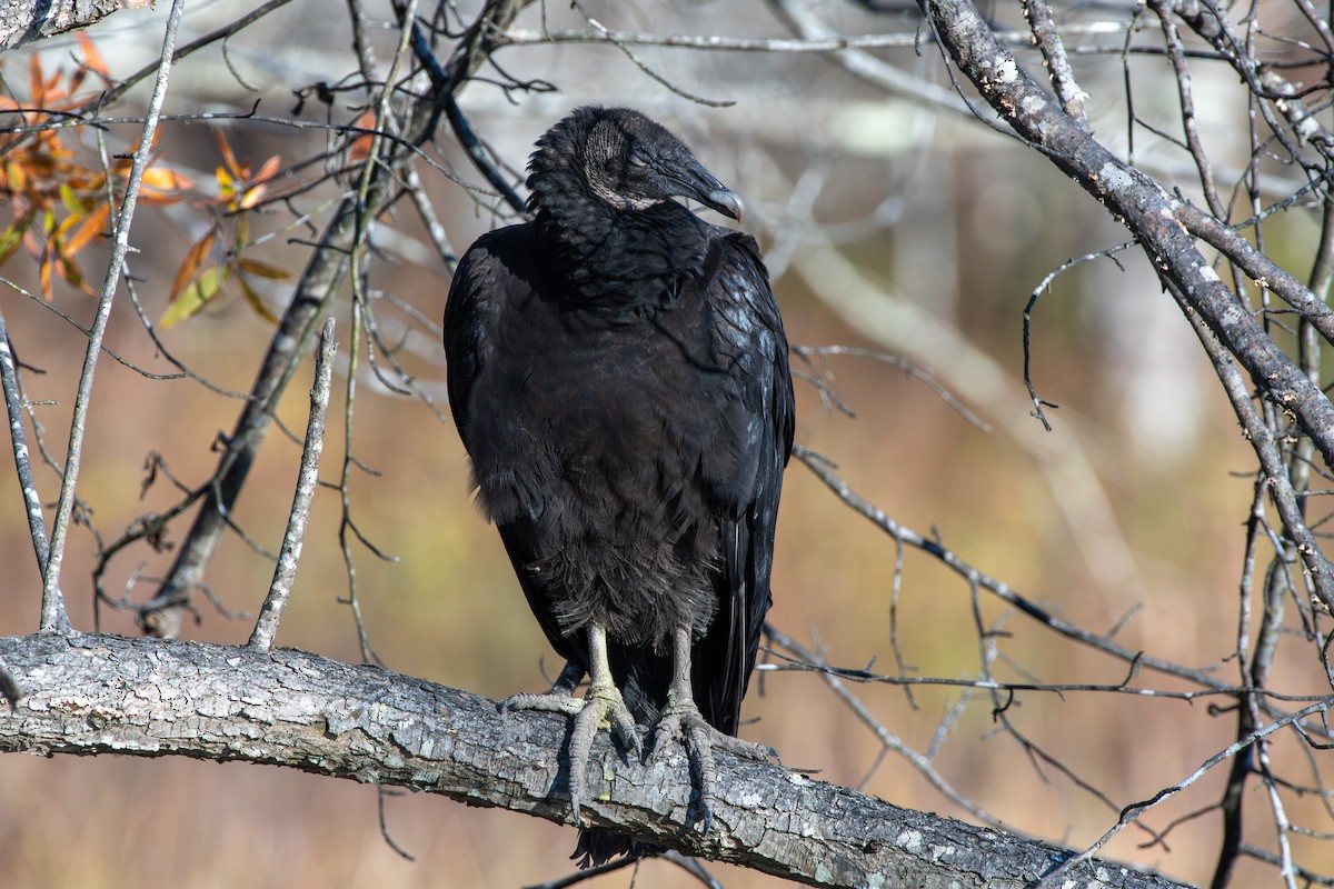 Rabengeier - ML644498963