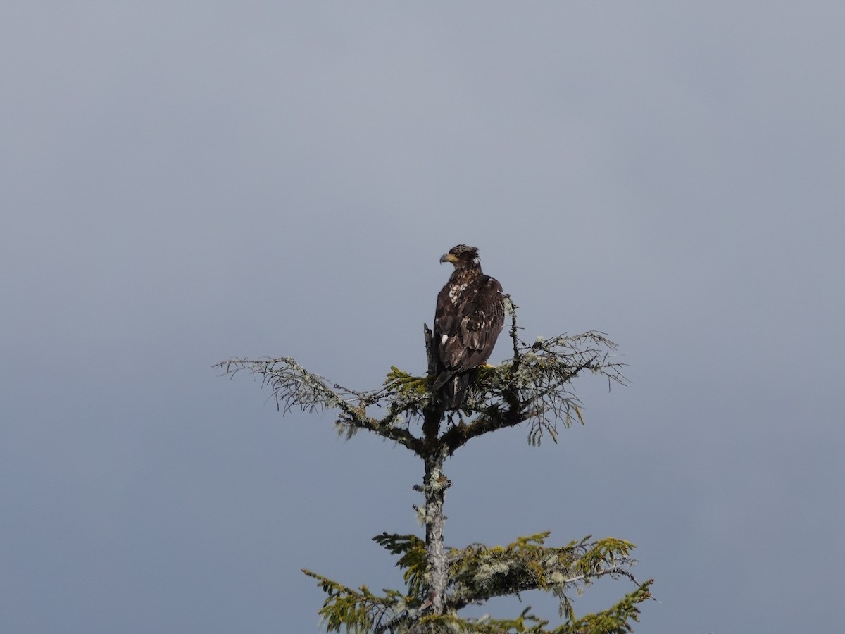 Bald Eagle - ML644498966