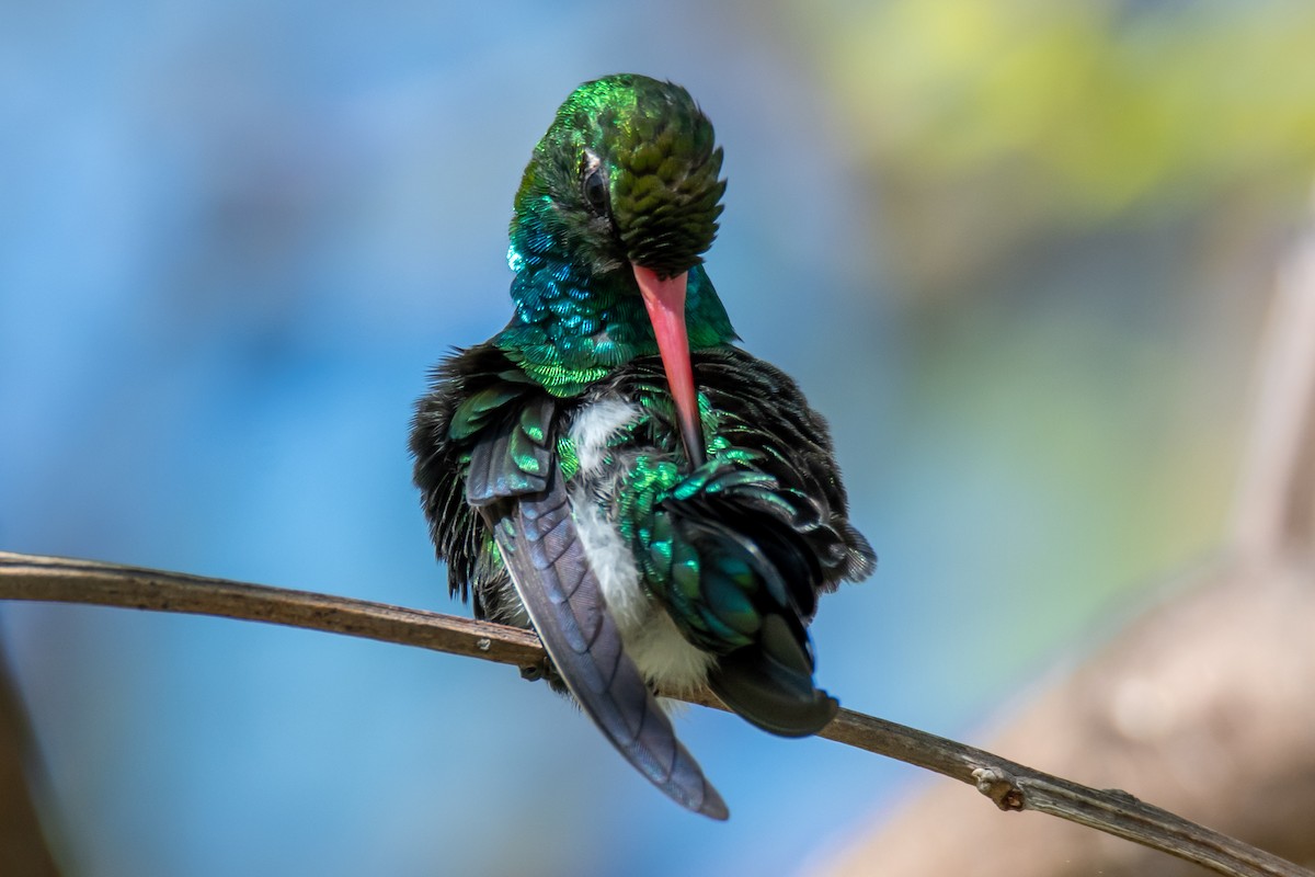 Glittering-bellied Emerald - ML644498975