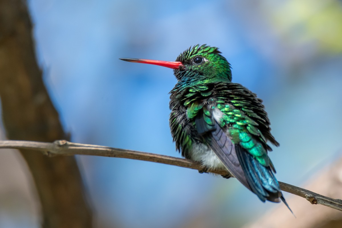 Glittering-bellied Emerald - ML644498976