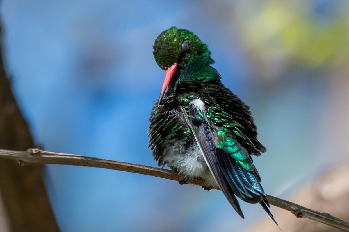 Glittering-bellied Emerald - ML644498977