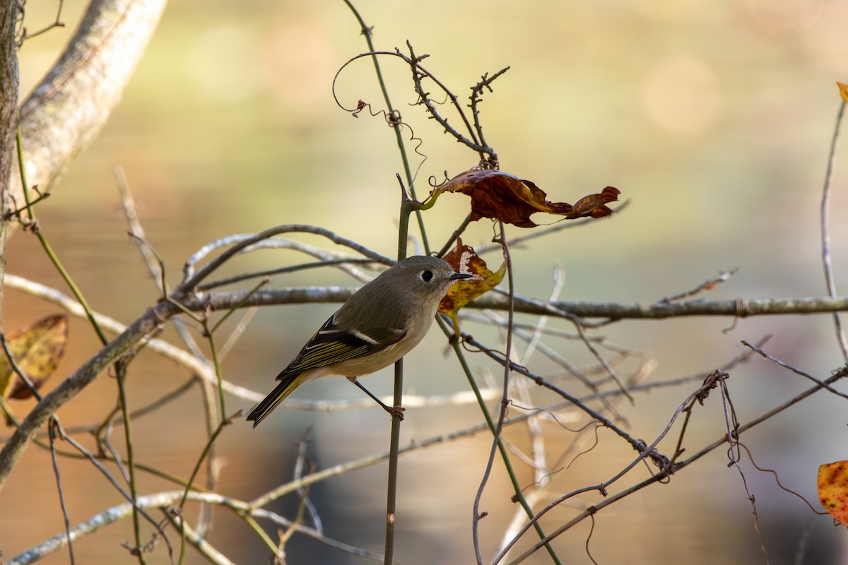 Ruby-crowned Kinglet - ML644498987