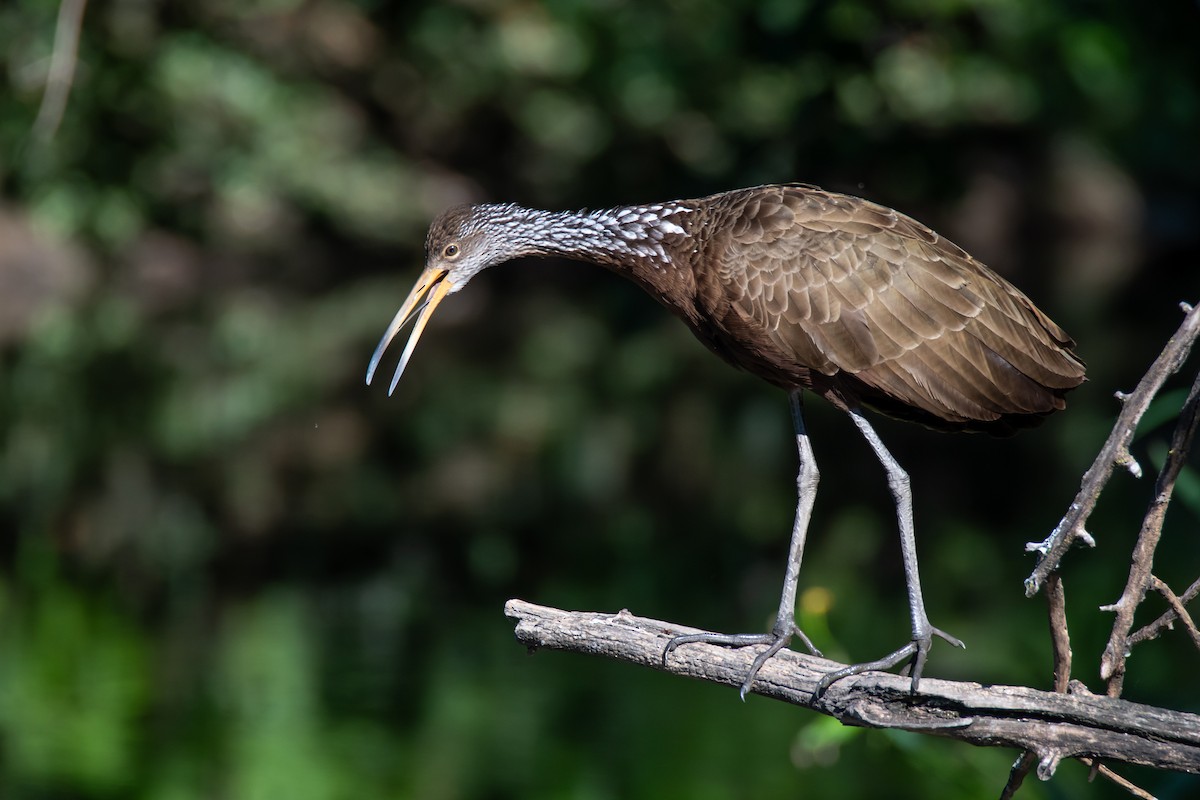 Limpkin - ML644498990